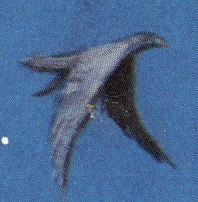 caldor-8116-bird