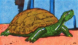 >Arisnaub in turtle form